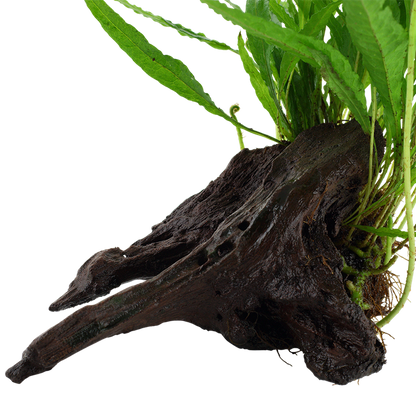 Microsorum pteropus or 'Java fern' - on wood
