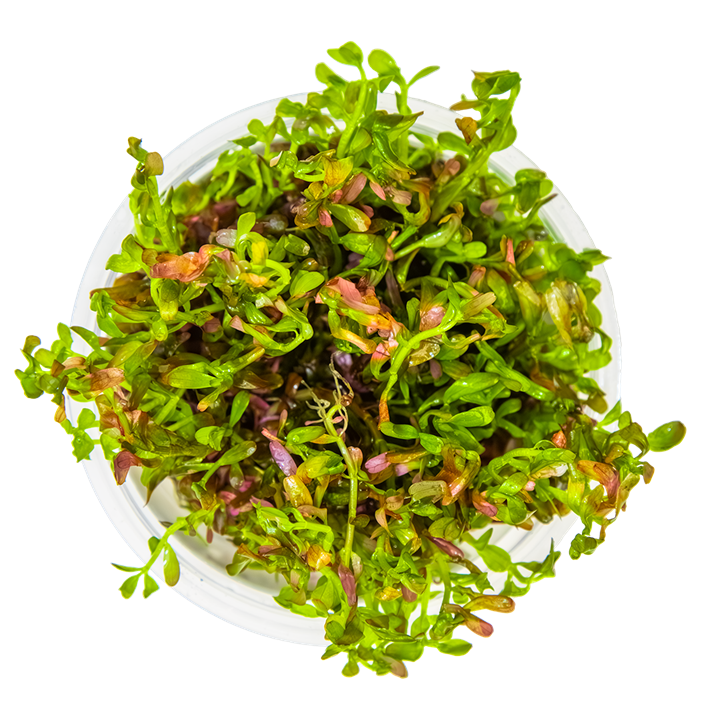 1-2-Grow! Rotala rotundifolia 'Blood Red'