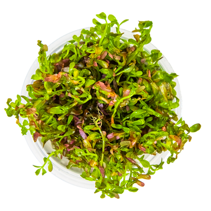 1-2-Grow! Rotala rotundifolia 'Blood Red'
