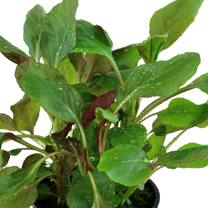 Lobelia cardinalis - Pot in blister package