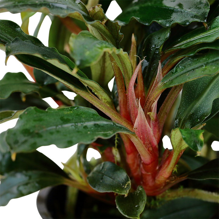 Bucephalandra sp. 'Red' - Pot