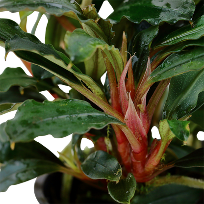 Bucephalandra sp. 'Red' - Pot