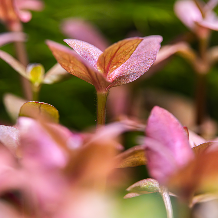 Tropica | Bacopa salzmannii 'Purple' - Pot