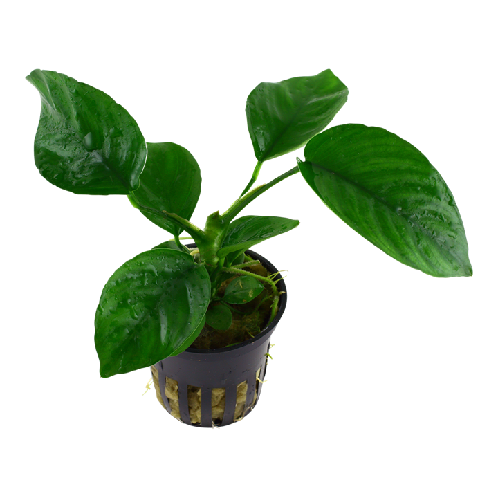 Anubias barteri caladiifolia - Pot in blister package