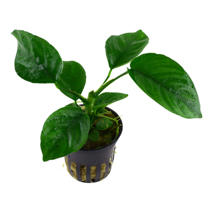 Anubias barteri caladiifolia - Pot in blister package