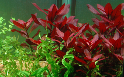 Tropica | Ludwigia repens 'Rubin' - Pot