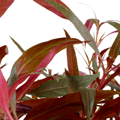 Alternanthera reineckii 'Pink' - XL Pot - MOTHER PLANT