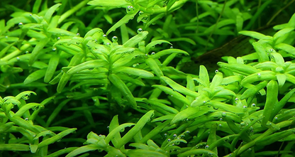 1-2-Grow! Rotala rotundifolia ‘Green’