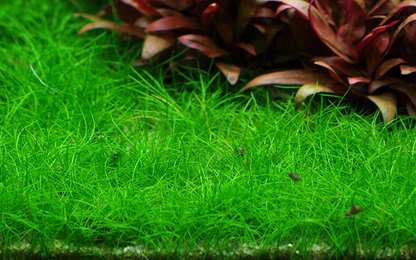1-2-Grow! Eleocharis pusilla or Eleocharis acicularis 'Mini'