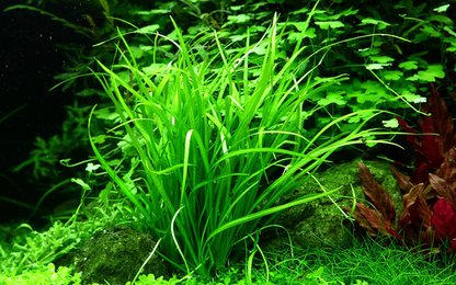 1-2-Grow! Helanthium tenellum 'Green' or Echinodorus tenellus 'Green'