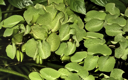 1-2-Grow! Salvinia auriculata