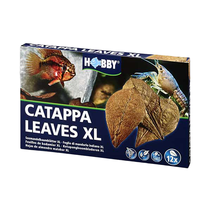 Catappa Leaves XL (12 pcs)