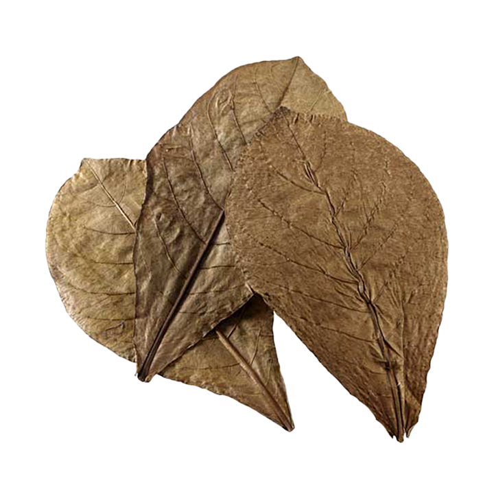 Catappa Leaves XL (12 pcs)