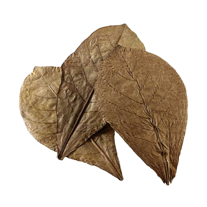 Catappa Leaves XL (12 pcs)