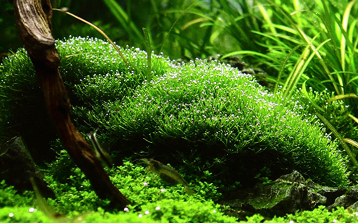 1-2-Grow! Riccia fluitans