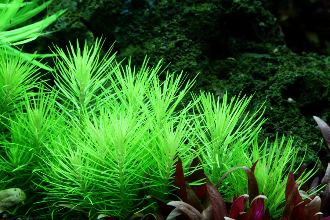AG | Pogostemon deccanensis or Pogostemon erectus - Pot