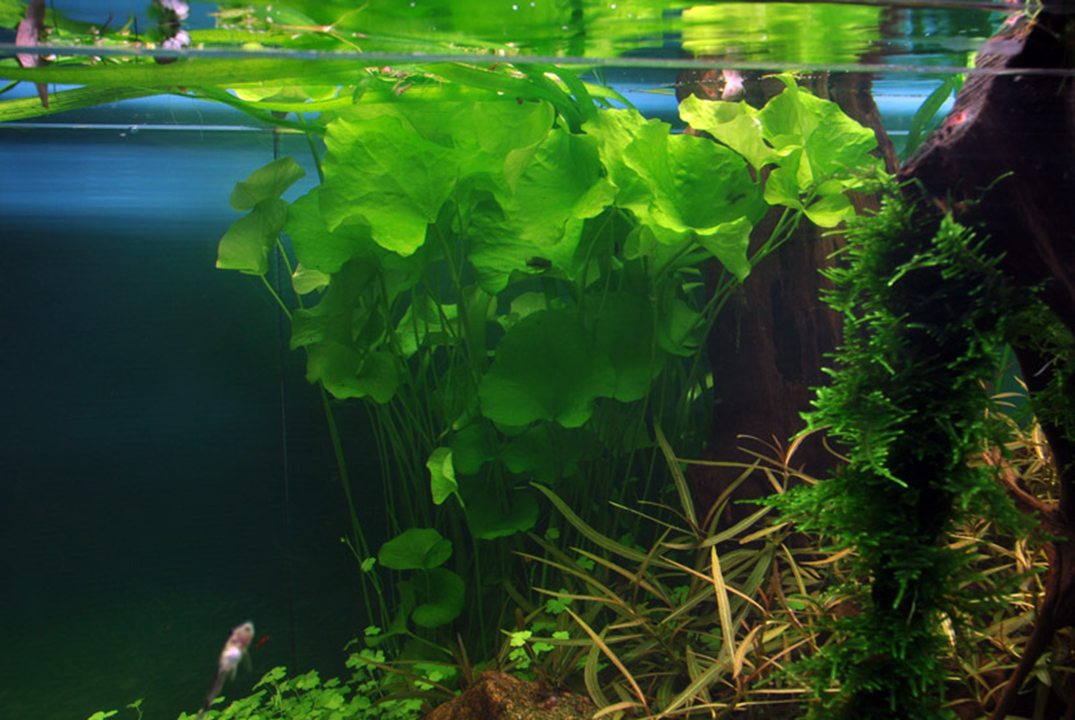 Tropica | Nymphoides hydrophylla 'Taiwan' - Pot