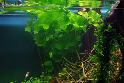 Tropica | Nymphoides hydrophylla 'Taiwan' - Pot