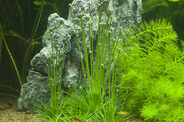 1-2-Grow! Eriocaulon cinereum