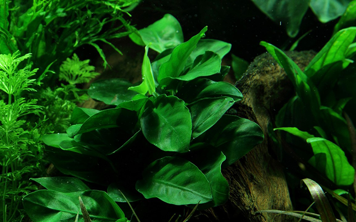 Anubias barteri var. nana - on lava stone