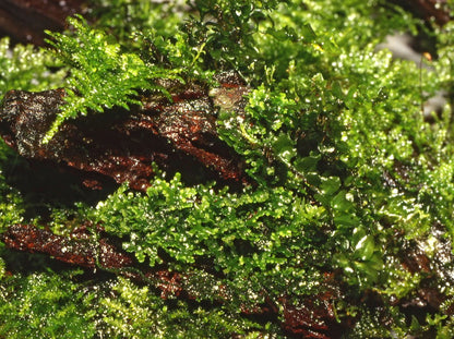 1-2-Grow! Riccardia chamedryfolia