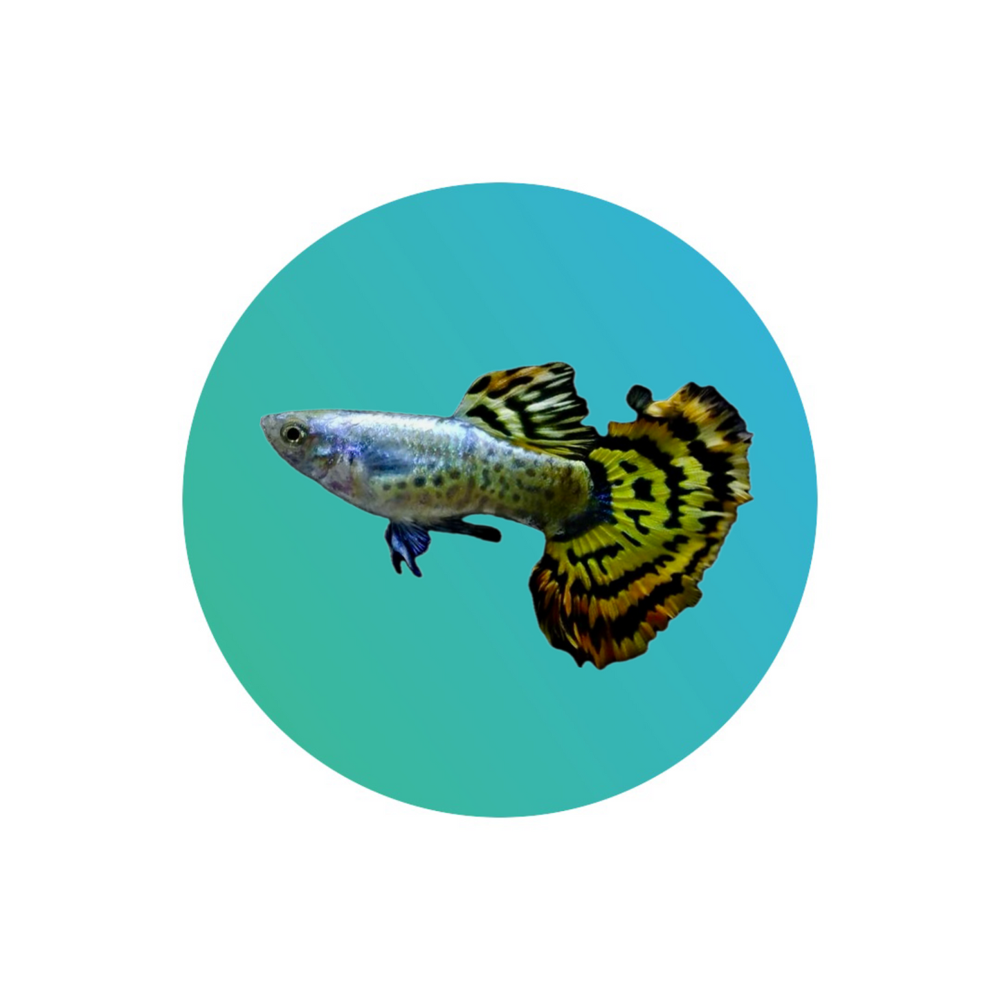 Guppy tiger