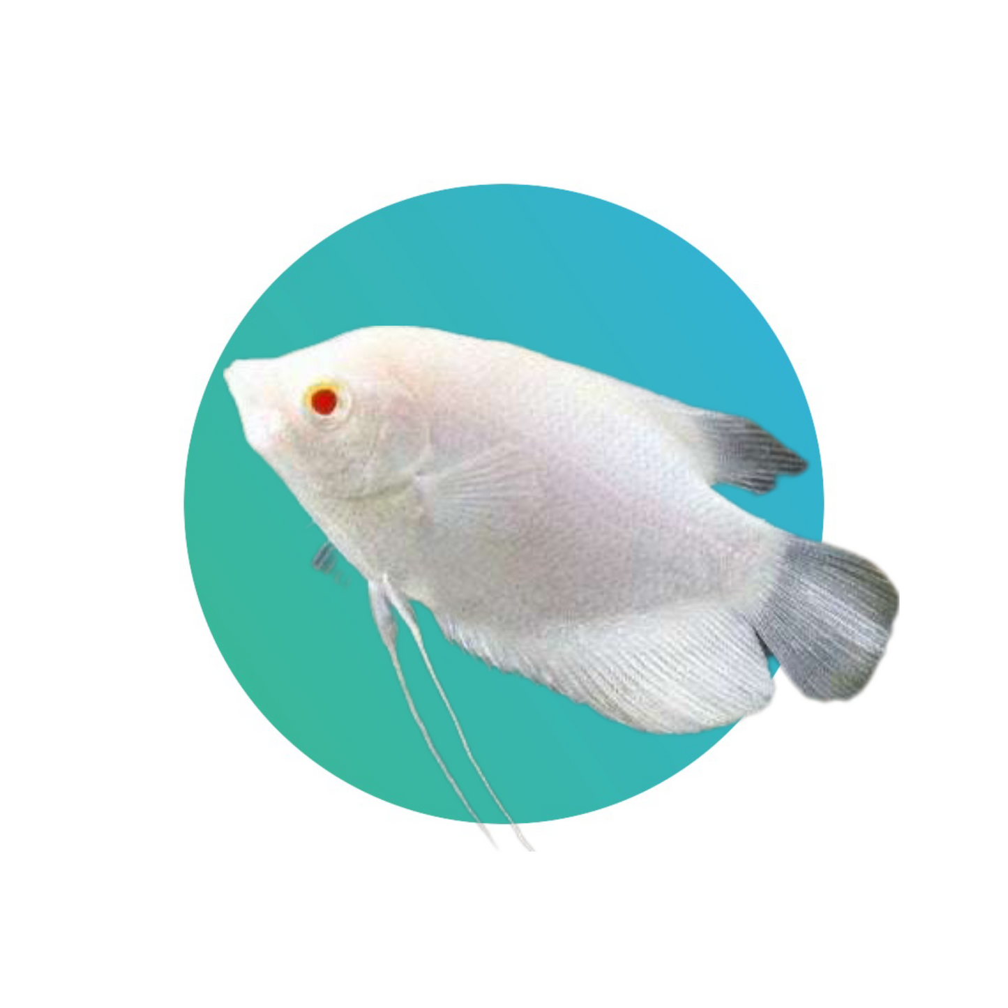 Giant gourami