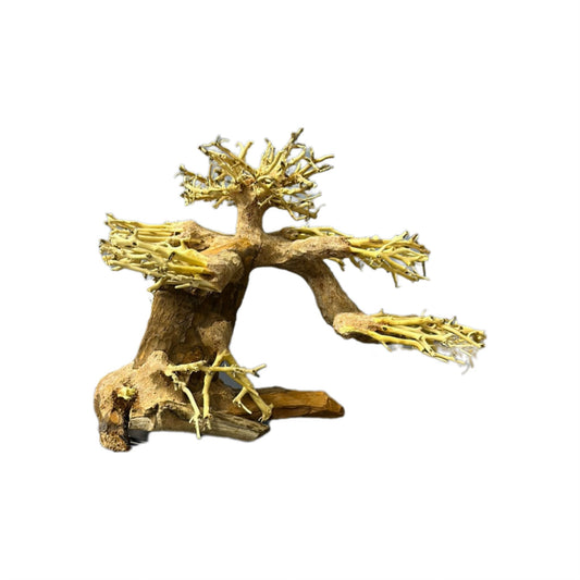 Pine Bonsai Wood Small