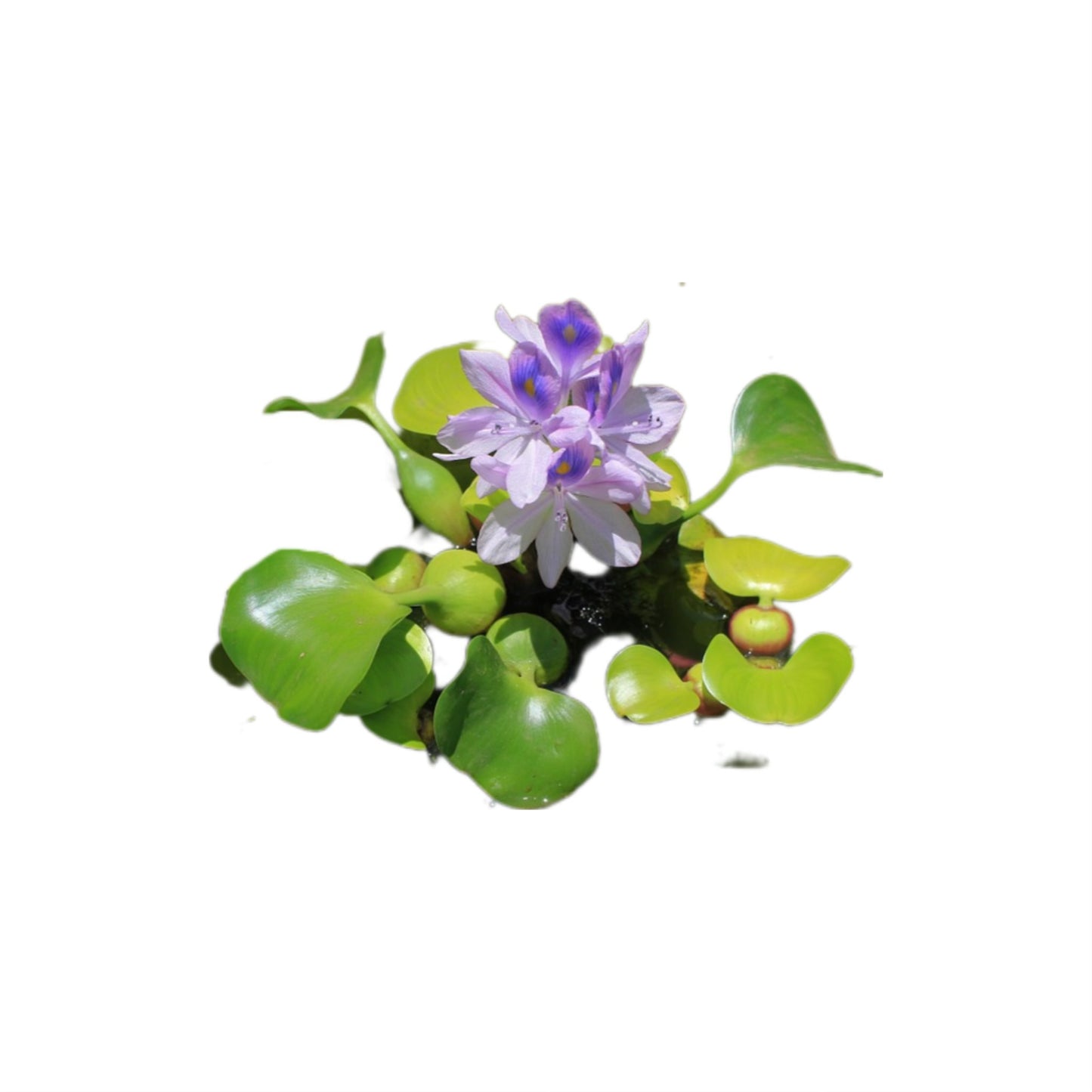 AG | Water hyacinth