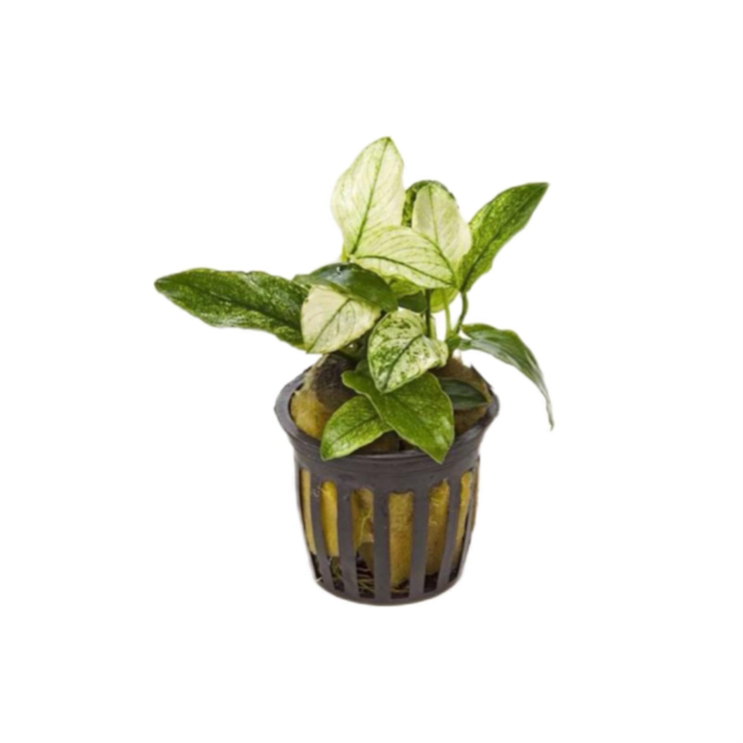 AG | Anubias nana 'Pinto' - Pot