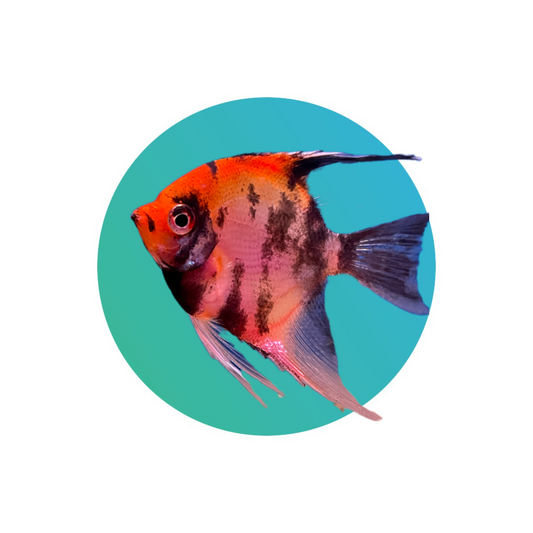 Red devil angelfish