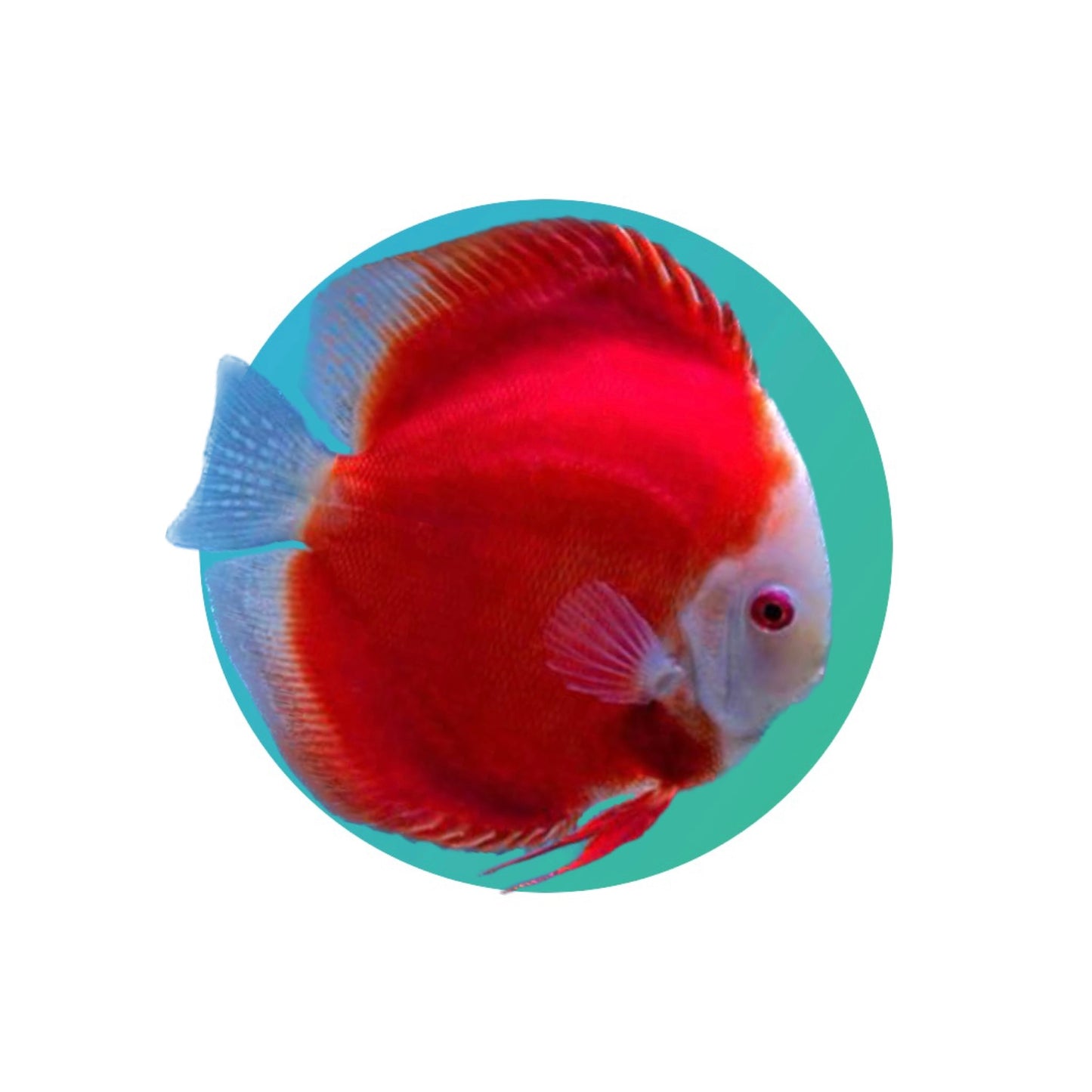 Discus