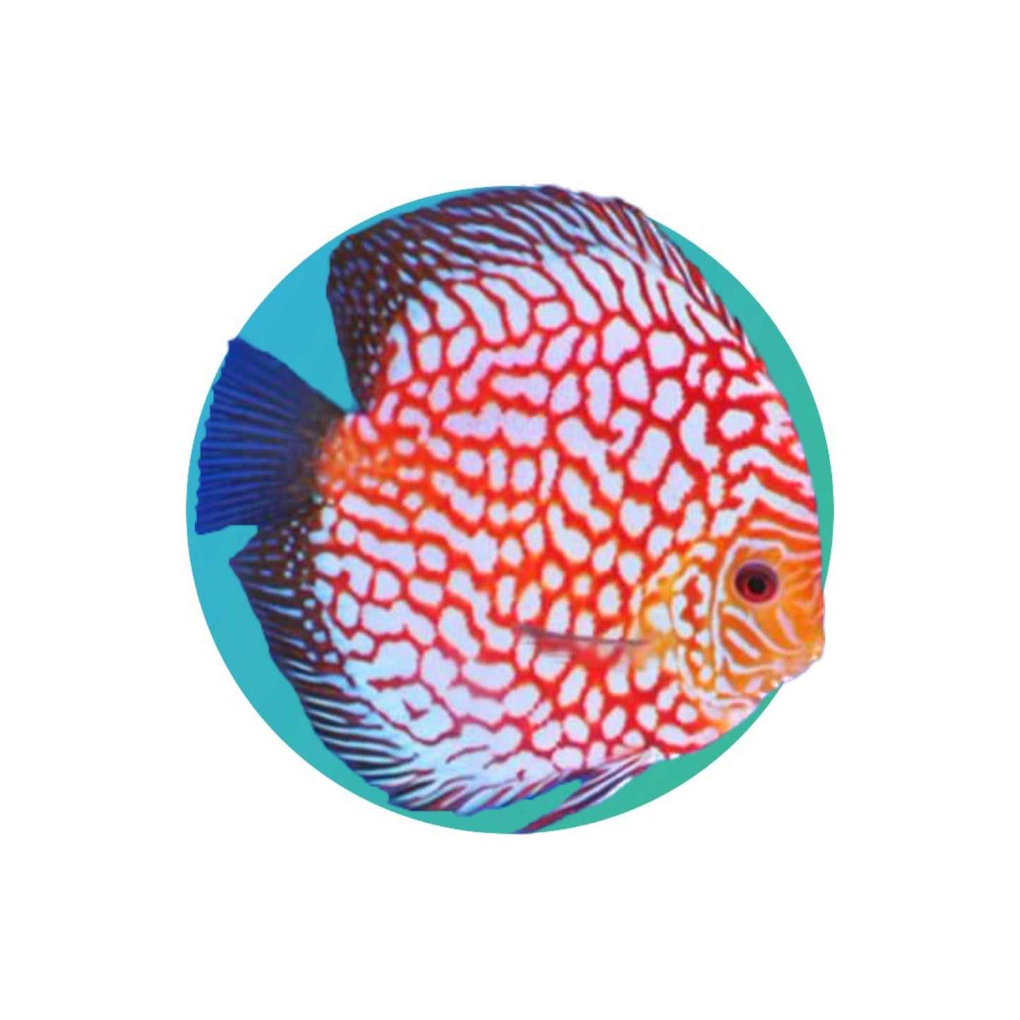 Discus