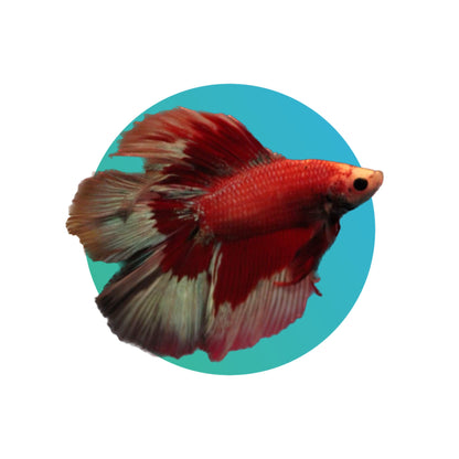 Halfmoon betta male (fighter fish)