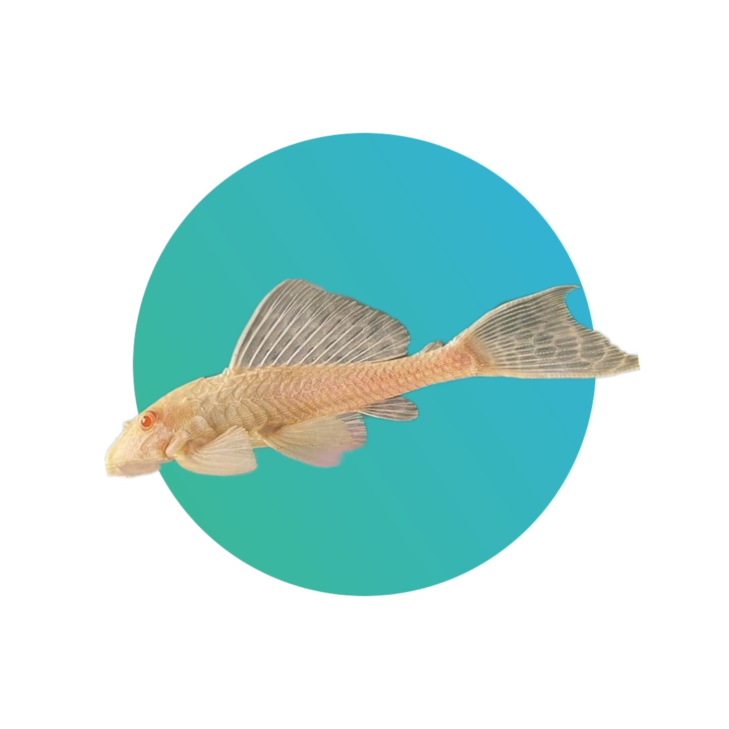 Albino pleco or suckermouth catfish