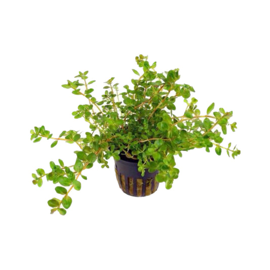 AG | Rotala rotundifolia - Pot