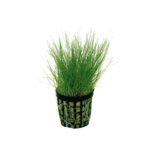 AG | Eleocharis parvula - Pot