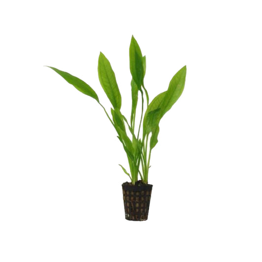 AG | Echinodorus americanus - Pot