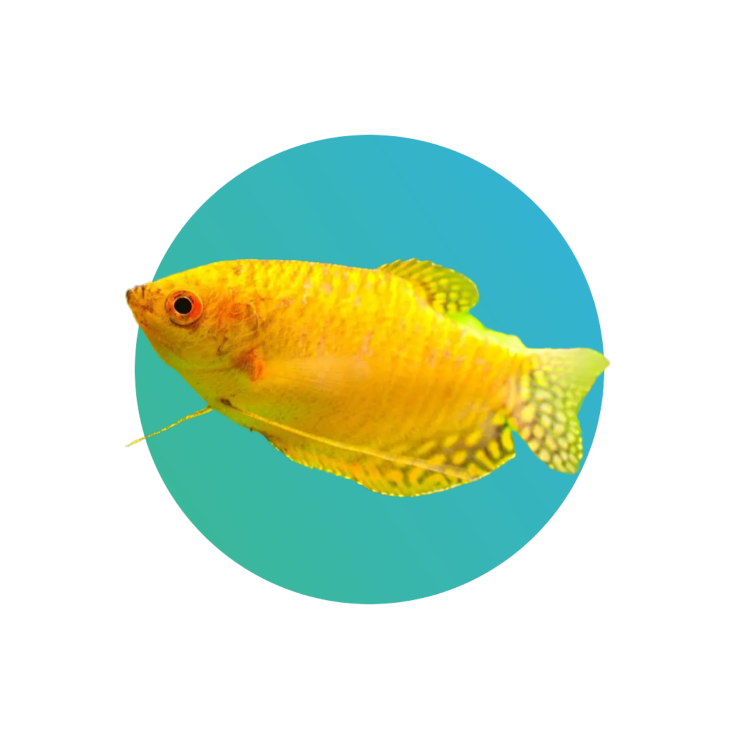 Golden gourami