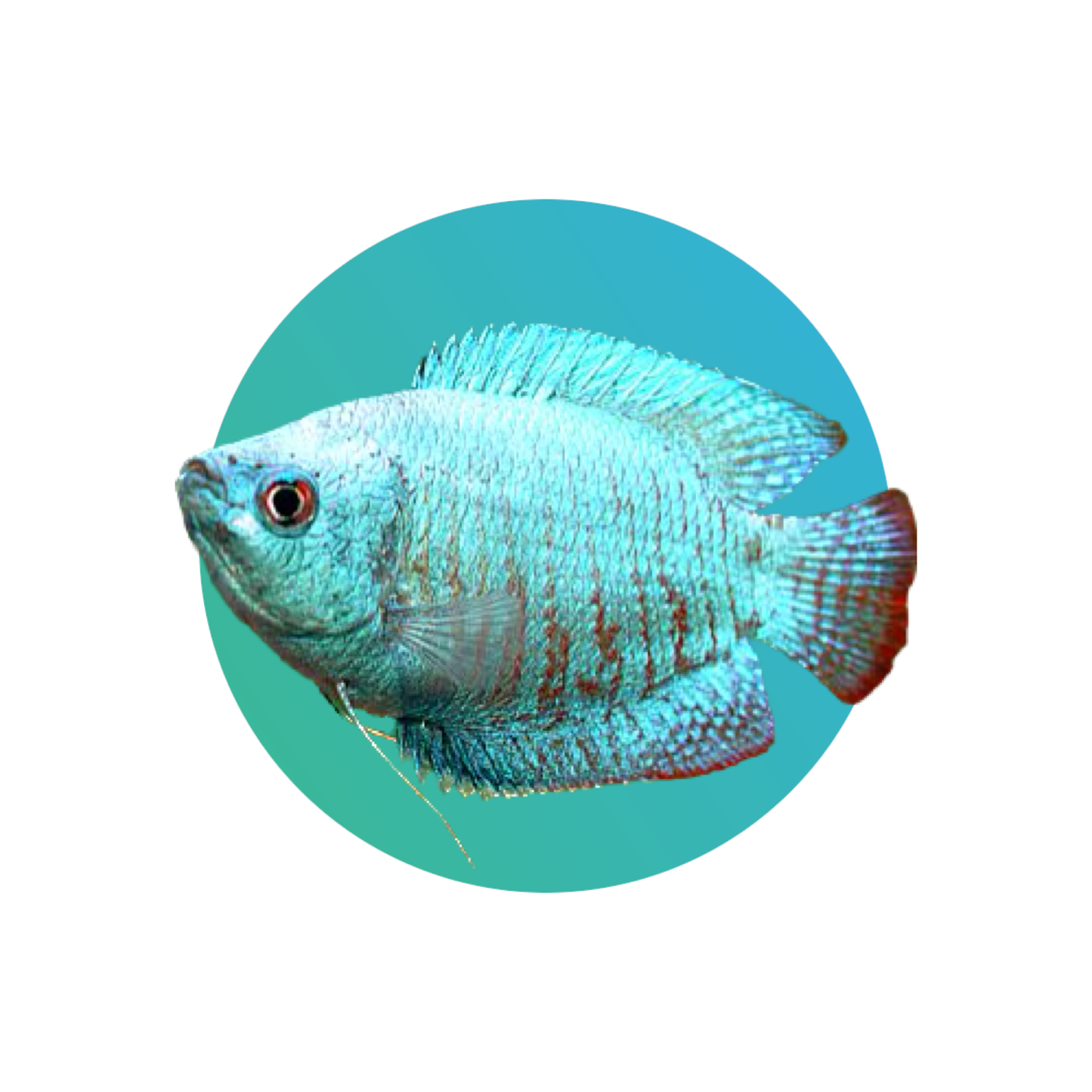 Dwarf gourami cobalt