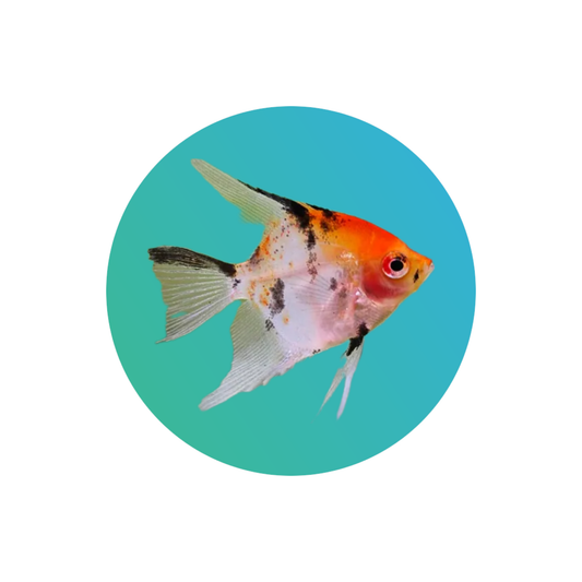 Koi or tricolor angelfish
