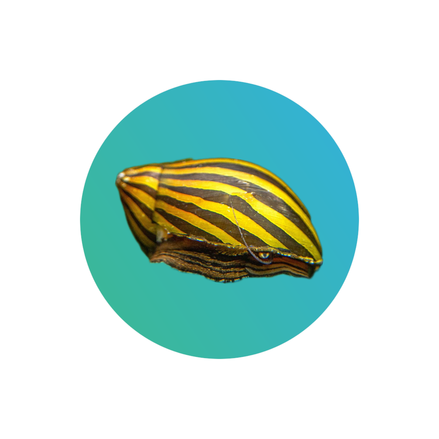 Zebra snail (Nerritiina sp)