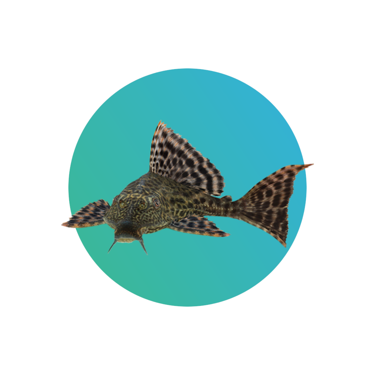 Common pleco or suckermouth catfish (Hypostomus plecostomus)