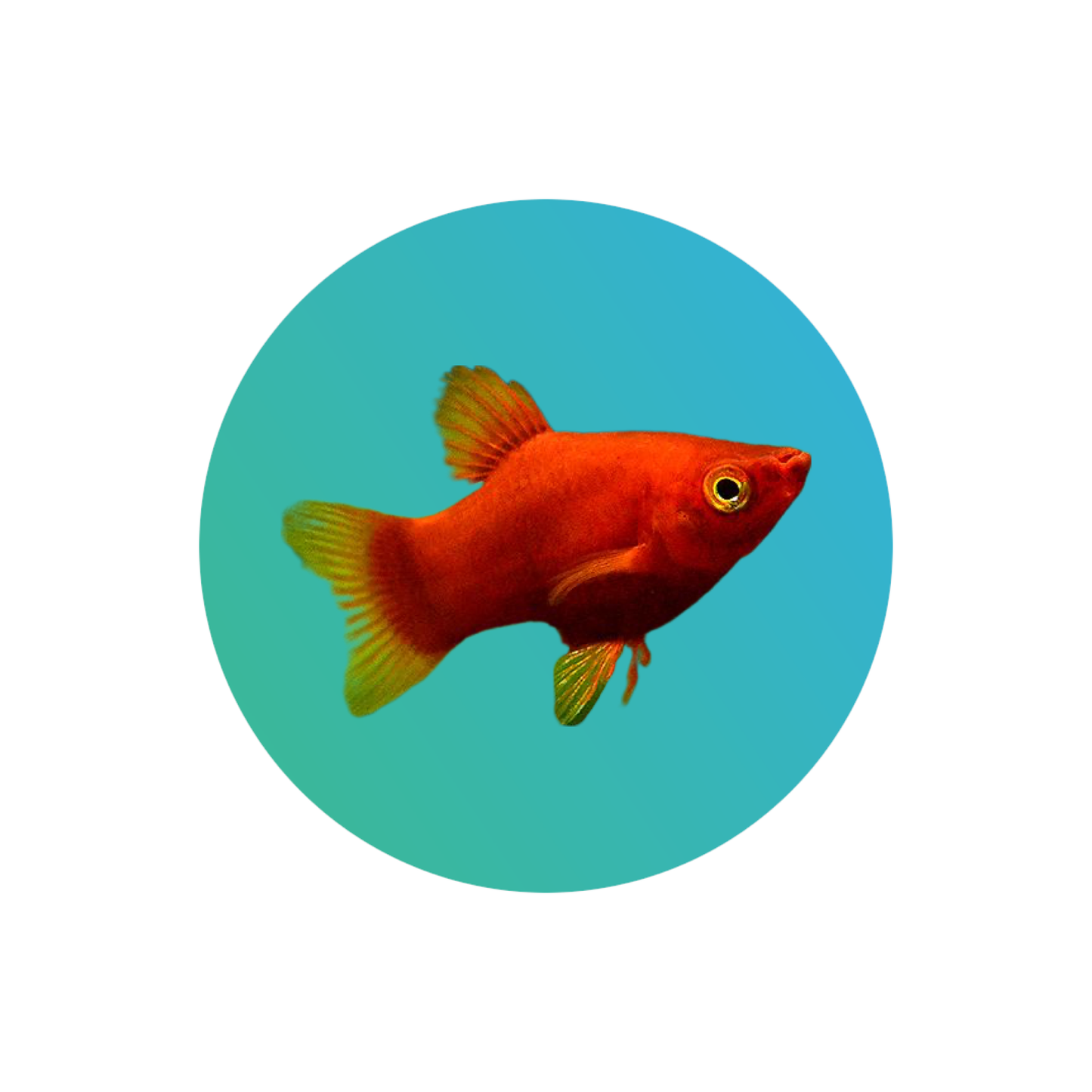 Red platy