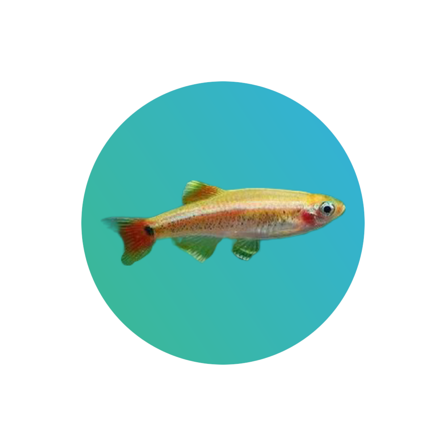 Gold white cloud mountain minnow