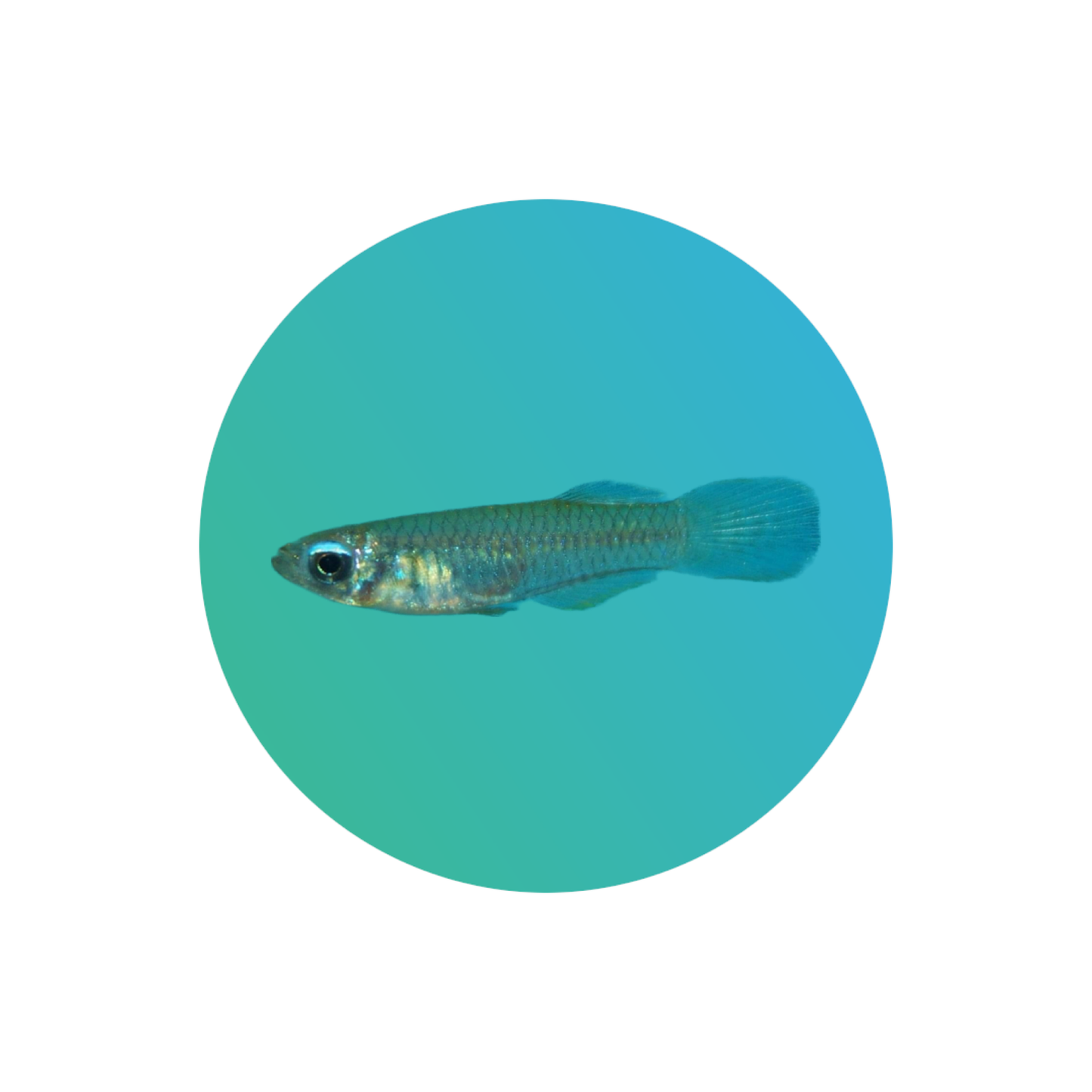 Lamp eye tetra