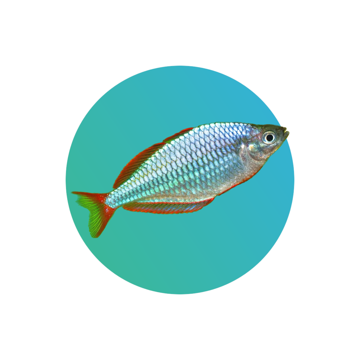 Neon rainbowfish / Dwarf rainbowfish