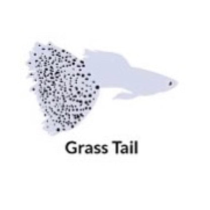 Guppy grass tail - PAIR