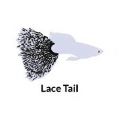 Guppy lace tail