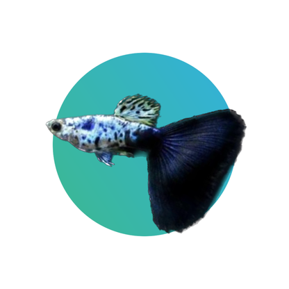 Guppy Galaxy Blue Tail - PAIR